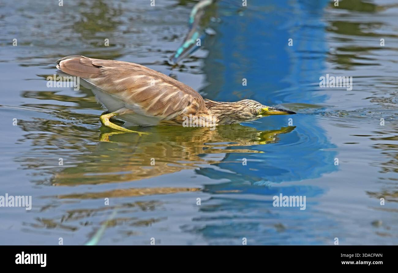 Squacco Fischreiher jagen Fische in einem Teich Stockfoto