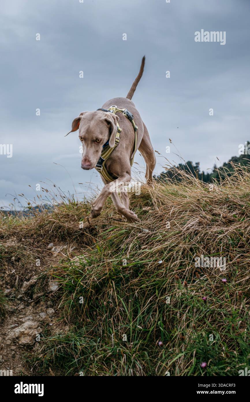 Weimaraner Hund läuft bergab auf Grashalmen mit fokussiertem Ausdruck, Action-Aufnahme von Haustieren im Freien Stockfoto