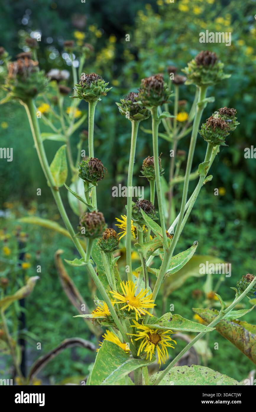 Inula Helenium - Elekampan, Pferdeheilung oder Elfdock, krautige mehrjährige Blütenpflanze in der Familie der Asteraceae. Stockfoto