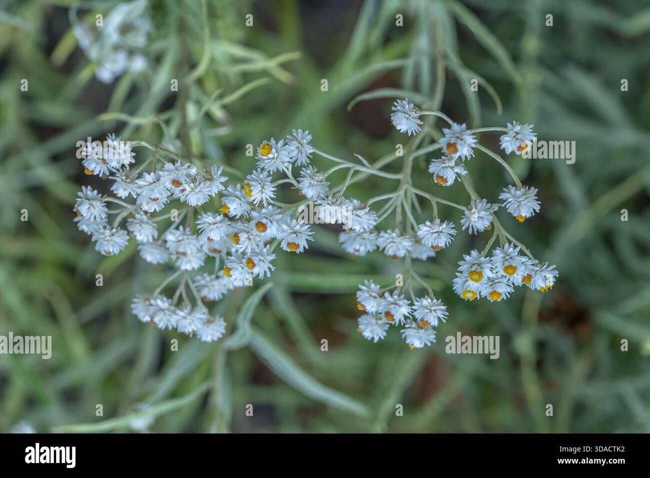 Anaphalis margaritacea L. Benth. Ex C.B. clarke - westliche Perlmutt-immerwährende oder perlendliche, blühende Staudenpflanze in der Familie der Asteraceae Stockfoto