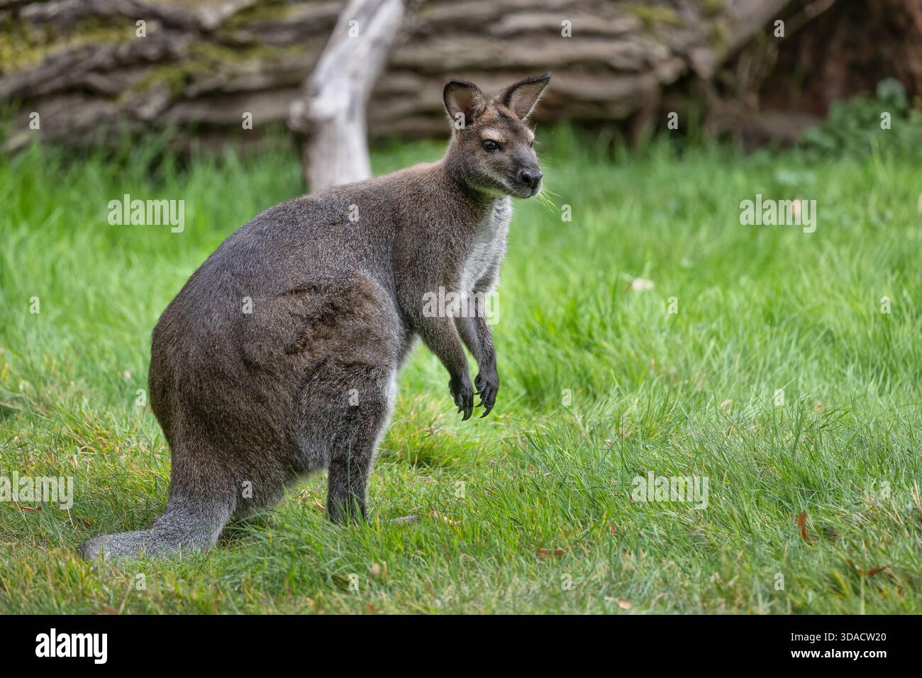 Das Rothals-Wallaby (Notamacropus rufogriseus) oder Bennett-Wallaby im Gras, ein Tier der Familie Macropodidae, die in Australien beheimatet ist. Stockfoto