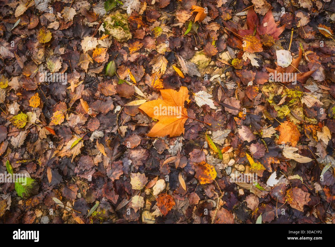 Hochauflösende Hintergrundstruktur eines Teppichs aus nassen, herabfallenden Herbstblättern in einem toskanischen Wald. Die Komposition bietet eine reiche Farbmischung mit einem Stockfoto
