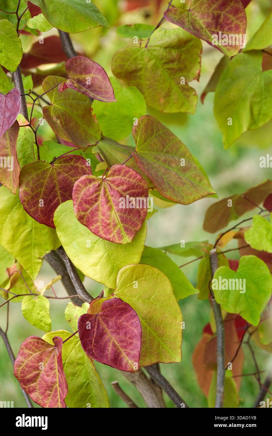 Cercis canadensis Eternal Flame, östliche Rotknospe Eternal Flame, rote Blätter, die sich von Mai bis Herbst in Orange- und Gelbtönen verwandeln Stockfoto