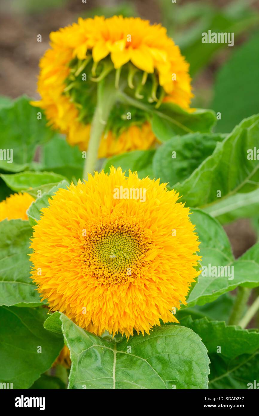 Helianthus annuus Teddybär, Sonnenblumen-Teddybär, vollständig doppelte goldene Blumenköpfe Stockfoto