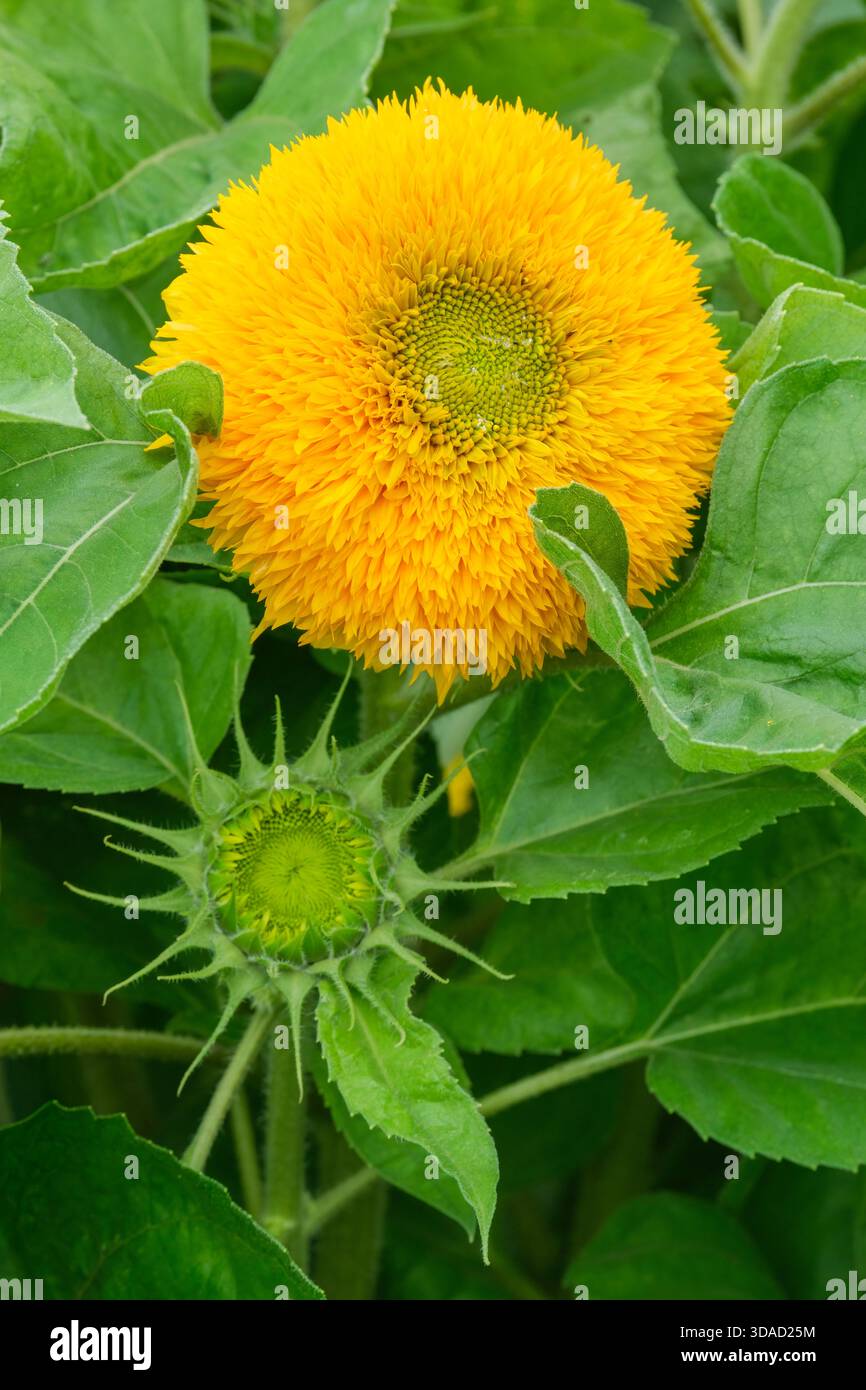 Helianthus annuus Teddybär, Sonnenblumen-Teddybär, vollständig doppelte goldene Blumenköpfe Stockfoto
