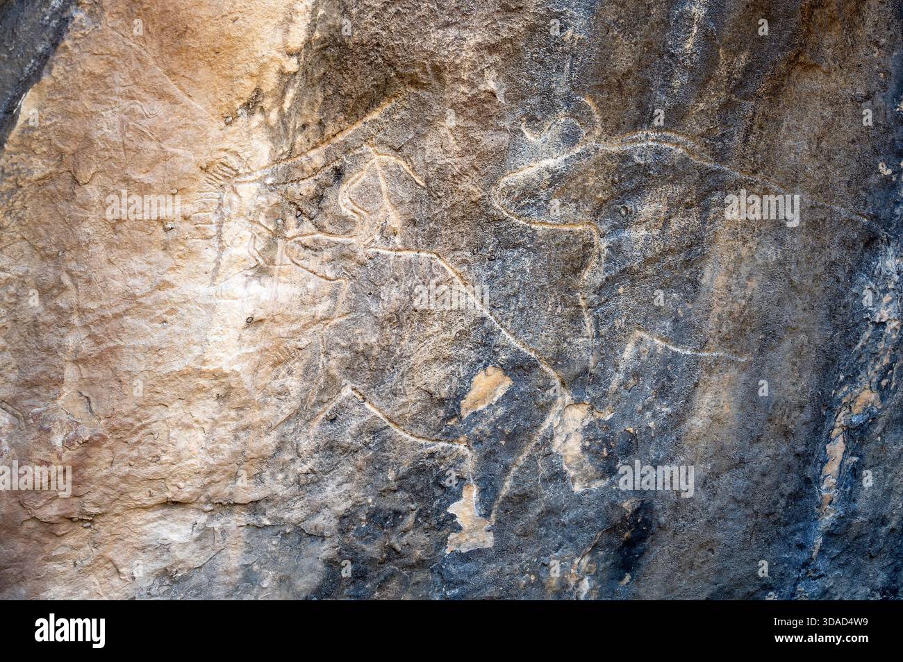 Antike Stier-Petroglyphenfiguren, die in Felsoberflächen in Qobustan, Aserbaidschan, gemeißelt wurden und prähistorische Felskunst und frühe menschliche Ausdrucksformen darstellen. Stockfoto
