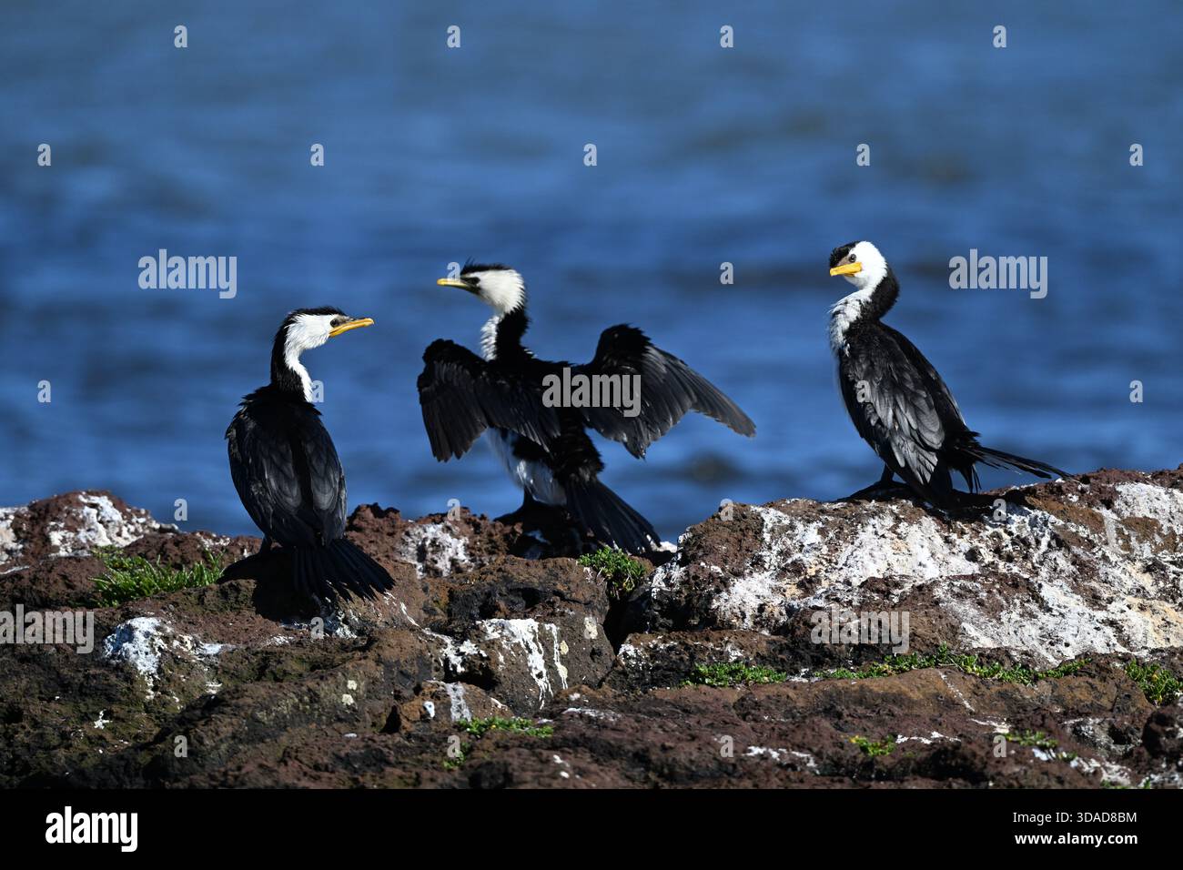 Drei kleine Rattenkormorane stehen in einem felsigen Gebiet am Meer, wobei zwei der Vögel einander anschauen, während der mittlere Kormoran seine Flügel öffnet Stockfoto