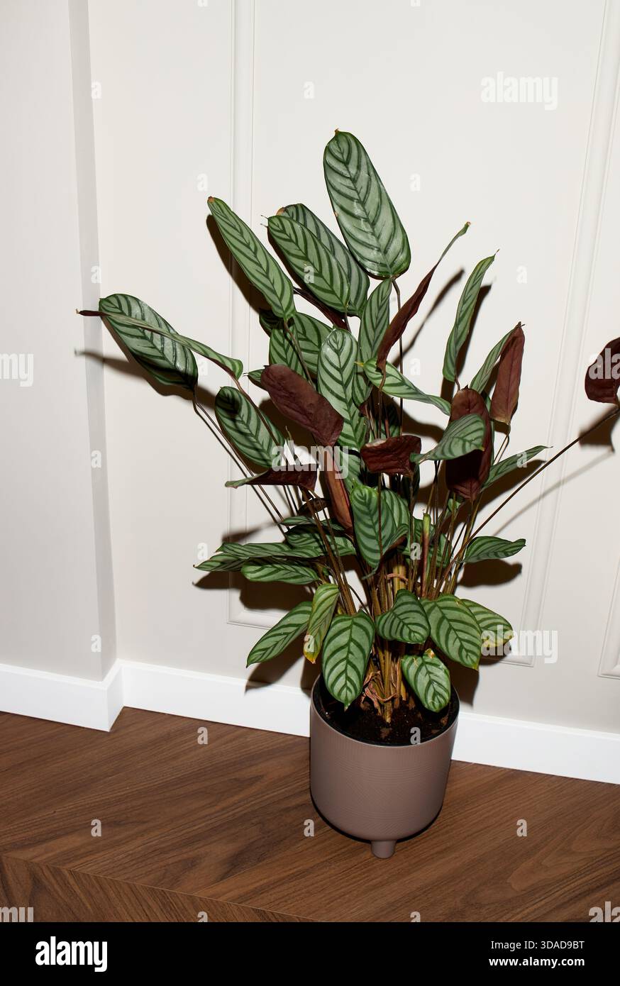 blume elefantenfu Elefantenfuss | Beaucarnea recurvata