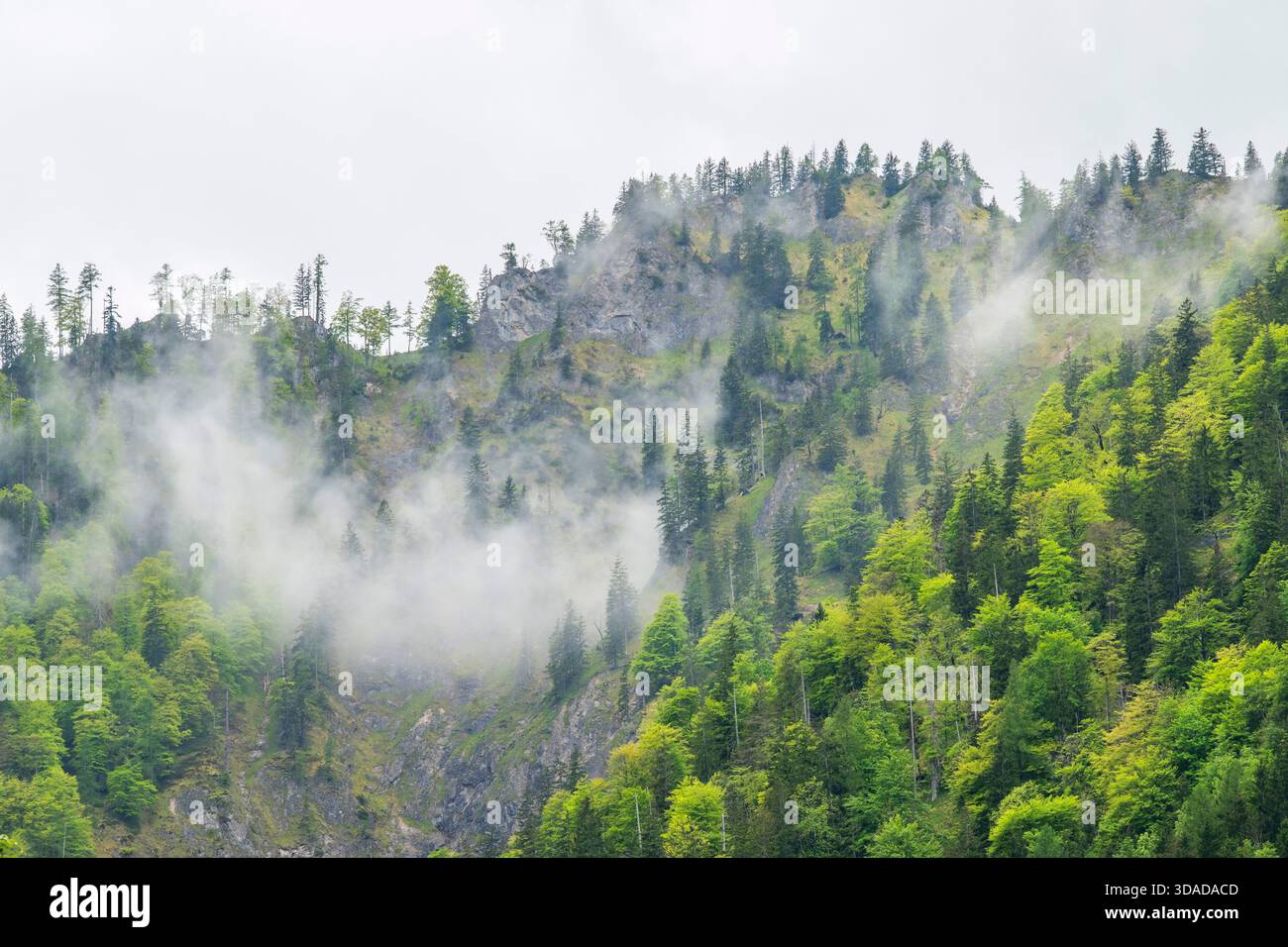 Nebelschwaden auf einem Berghang im Frühjahr, Österreich, Salzkammergut Stockfoto