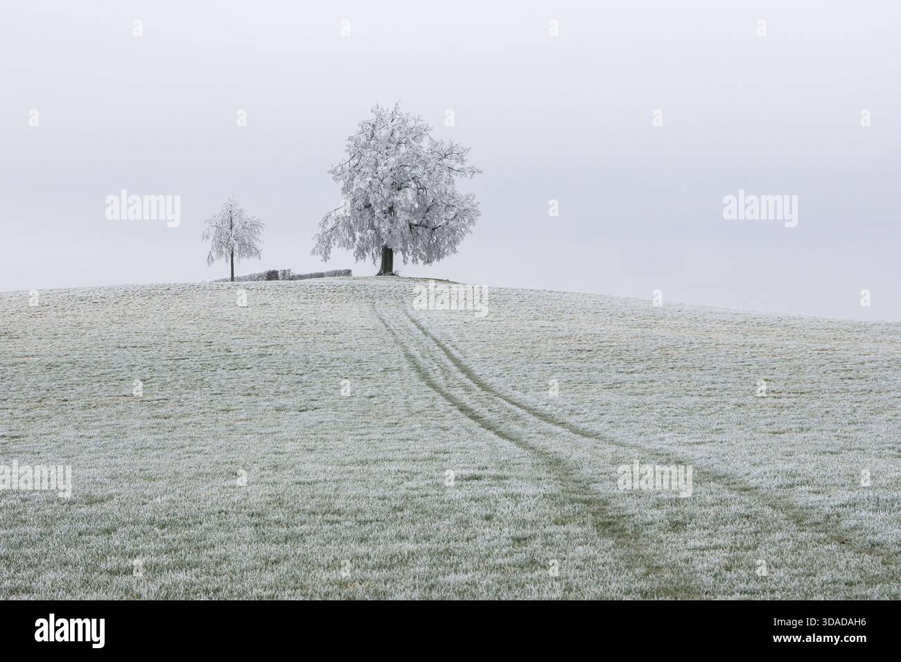 lindenholz, Linde, Linde (Tilia spec.), Reuth Linde im Winter, Deutschland, Sachsen, Reuth, Vogtlandkreis Stockfoto