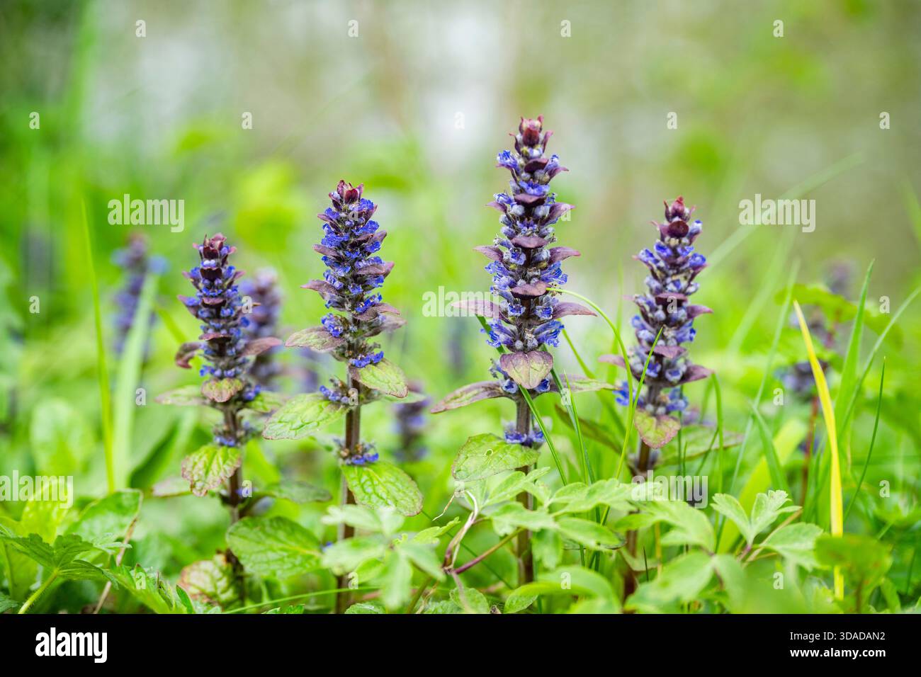 Gemeiner Bugle, kriechender Bugleweed (Ajuga reptans), blühend, Deutschland, Bayern Stockfoto