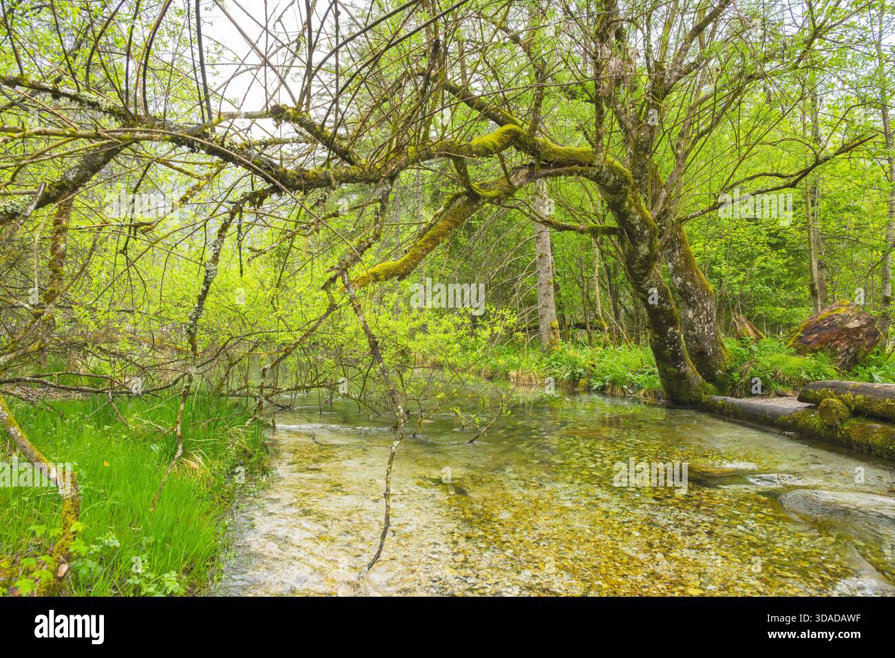 moosbedeckter Baum über einem Bach im Frühjahr, Deutschland, Bayern Stockfoto