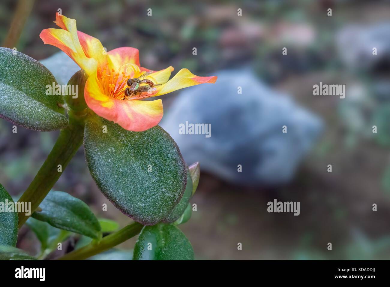 Hoverflies paaren sich auf einer Wingpod Purslane Bloom Stockfoto