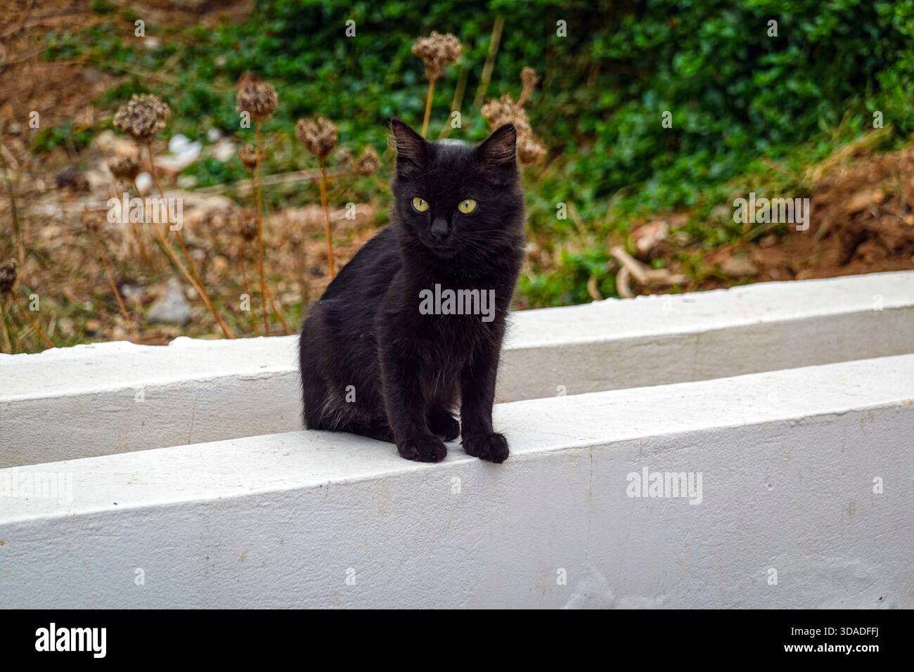Wilde Katzen und Kätzchen auf der Insel Kalymnos, Ägäis, Dodekanesen, Griechenland, Griechenland Stockfoto