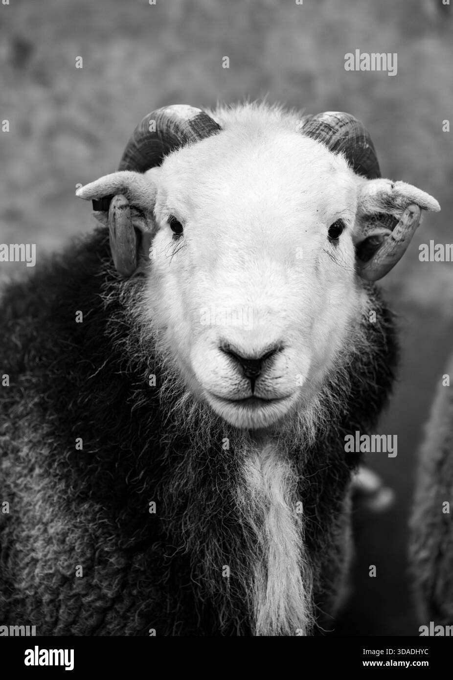 Herdwick RAM Show und Verkauf bei Cockermouth Auction, 2025. Cumbria, Großbritannien Stockfoto