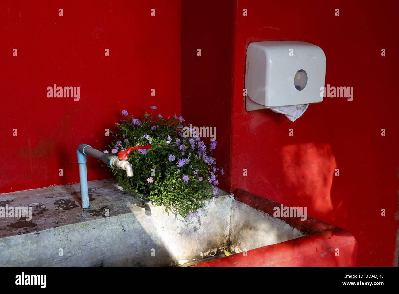 Überraschendes Bouquet von violetter Wildblume in einem alten Betonbecken mit Metallhahn. Diese skurrile Stillleben-Komposition gegen leuchtende rote Wand-Crea Stockfoto