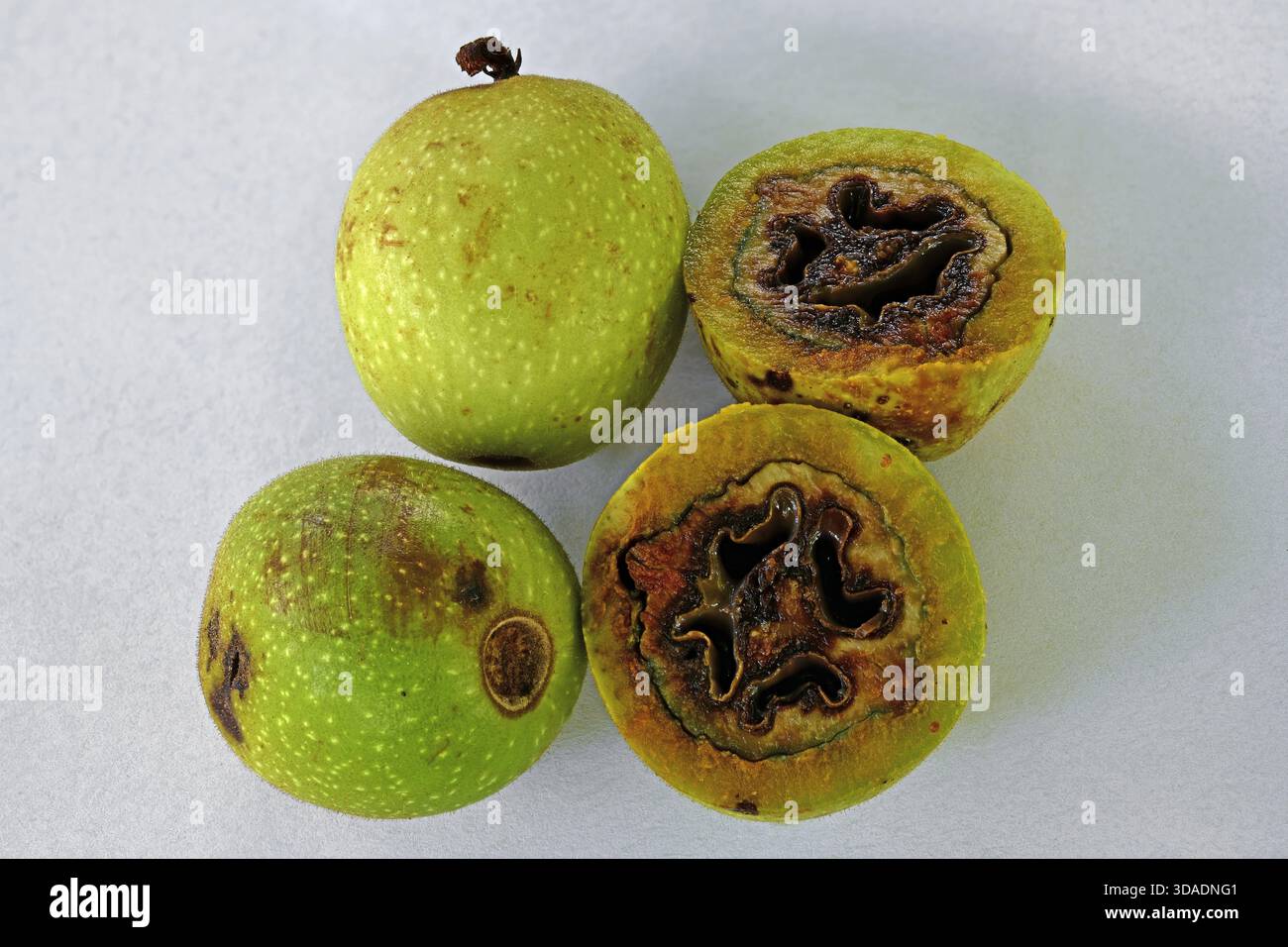 Unreife, grüne Früchte des Walnussbaums (Juglans regia), infiziert durch den Erreger der bakteriellen Walnussfäule, Xanthomonas arboricola pv. Juglandi Stockfoto