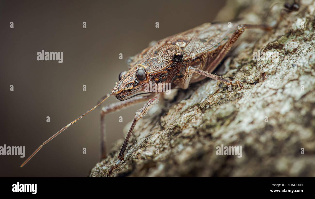 Brauner blattfüßiger Käfer, getarnt auf strukturierter Baumrinde, Makroseitenansicht, die komplizierte Muster, Antennen und Beine hervorhebt. Fotografie, nicht generativ Stockfoto