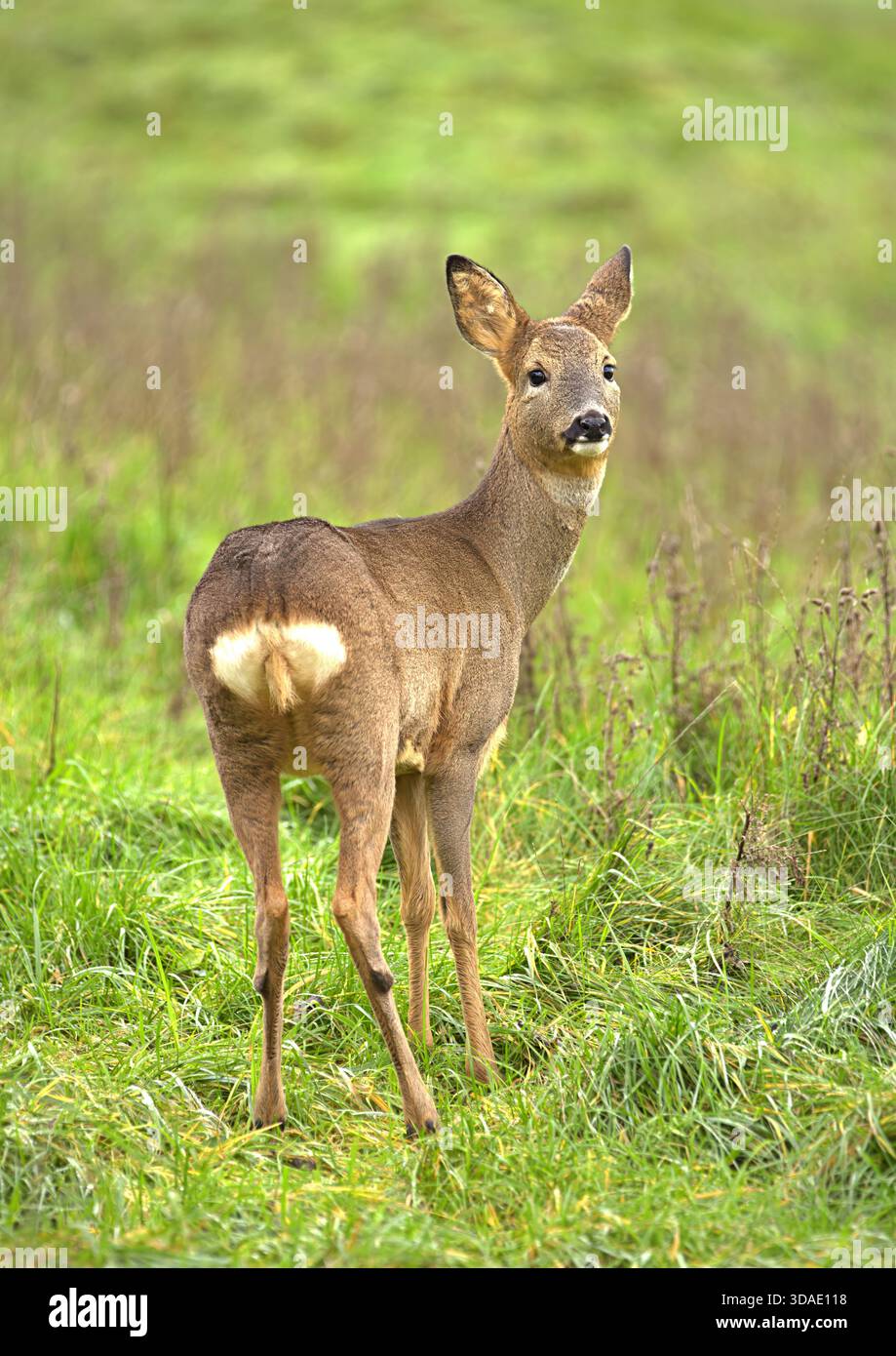 Wilde britische Rehe auf einem Feld Stockfoto