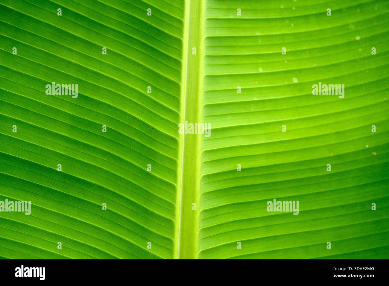 Die Nahaufnahme zeigt die leuchtende grüne Farbe und das komplizierte parallele Adermuster eines frischen Bananenblattes, was das perfekte Design der Natur unterstreicht. Stockfoto