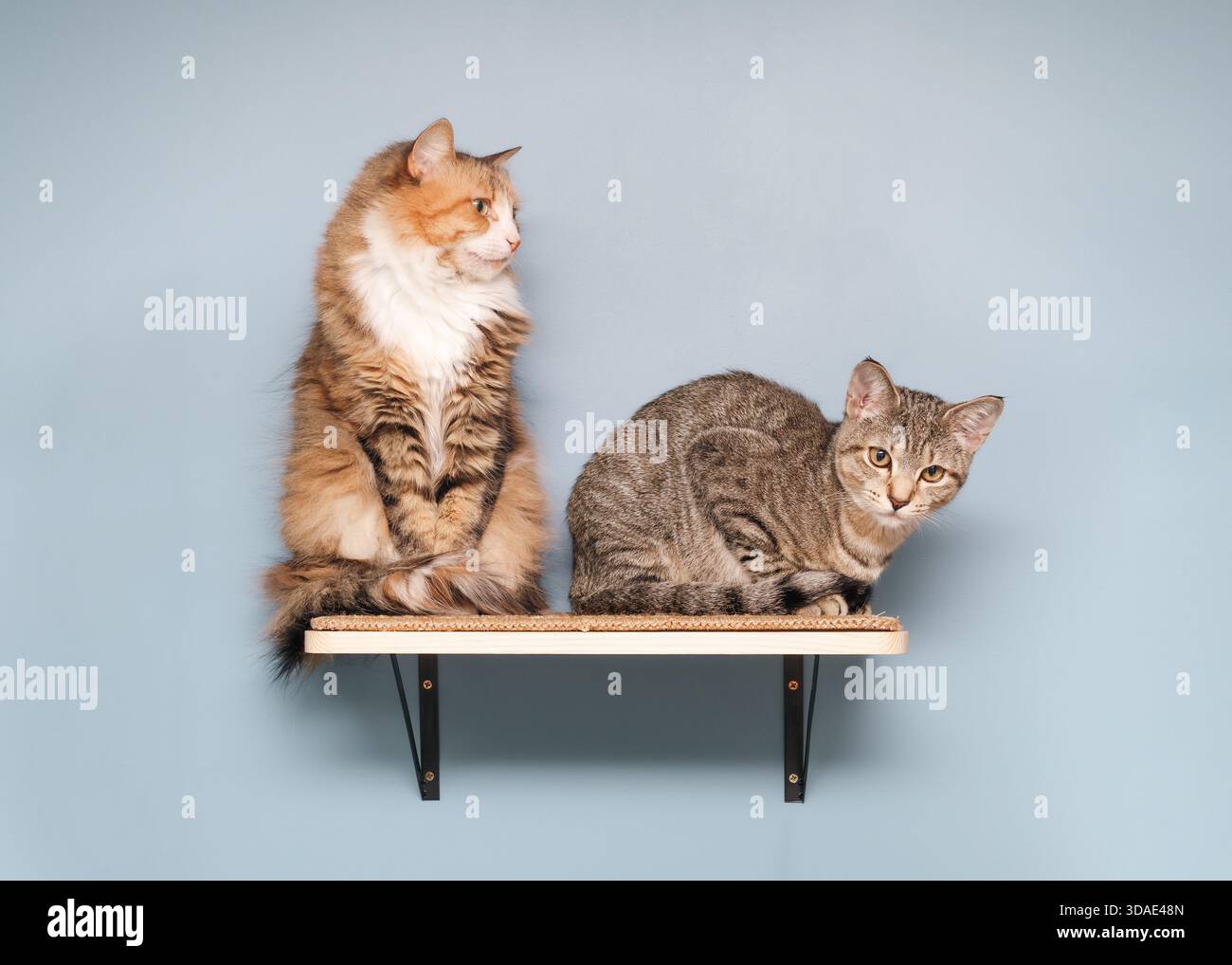 Zwei Katzen auf Katzenregal. An der Wand montierte Katzenbank mit 2 Katzen, die darauf sitzen und liegen. Innenmöbel für Haustiere bieten einen sicheren Platz zum Abhängen. Stockfoto