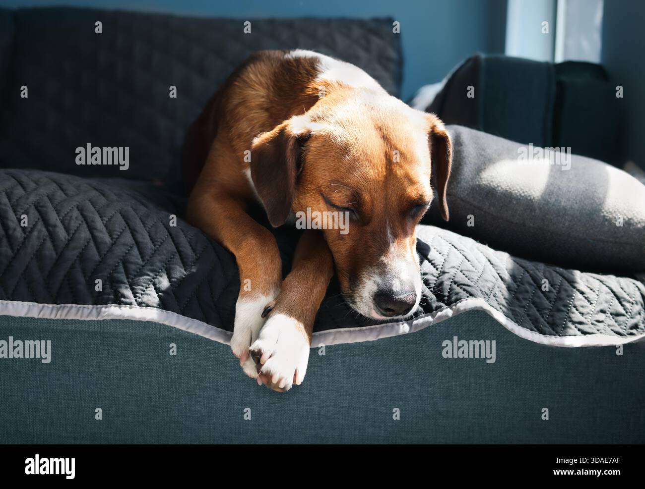 Entspannter Hund, der im Sonnenlicht auf dem Sofa schläft. Niedlicher Hündchen-Hund, der träumt oder ruht, mit Kopf über Kante hängt. 3 Jahre alte Frau, Harrier Mix d Stockfoto