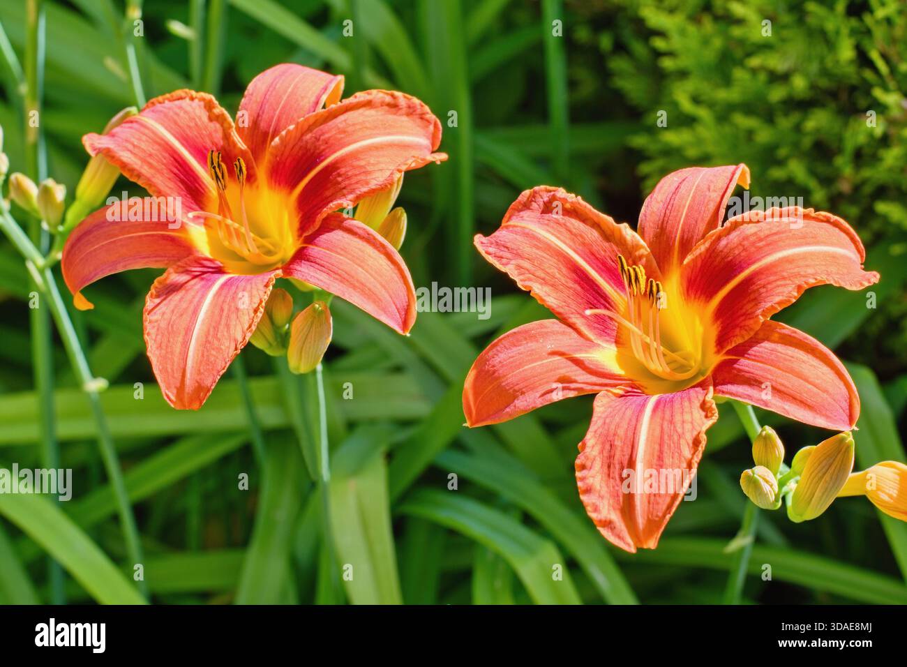 Taglilie Flower Close Up - Hemerocallis Blume im Garten Stockfoto