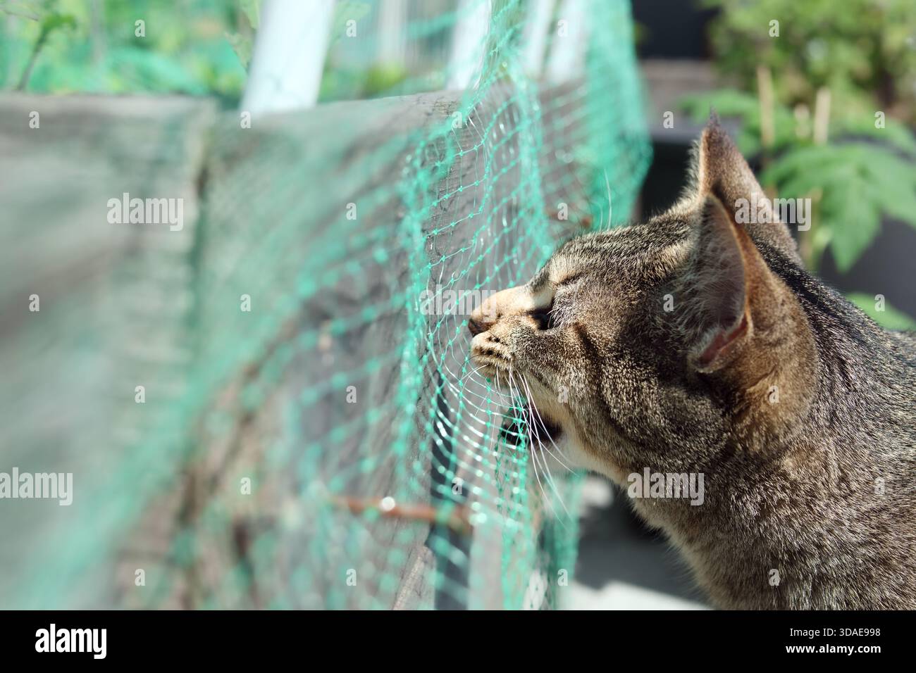 Die Katze kaut an der Netzabdeckung aus Kunststoff aus einem Pflanzgefäß. Seitenansicht einer Katze, die beißt oder Plastik isst. Konzept, warum Katzen Plastik essen, sich von Non-Food-Gegenständen angezogen fühlen, Stockfoto