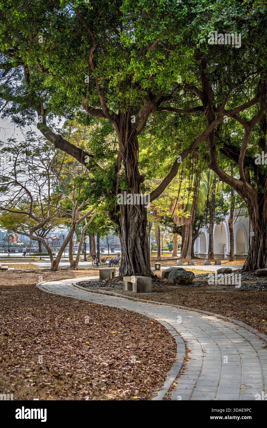 Taipeh, Taiwan -- 15. März 2023. Eine ruhige Parkszene bietet einen geschwungenen Gang, einladende Bänke und üppige, ältere Bäume. Stockfoto