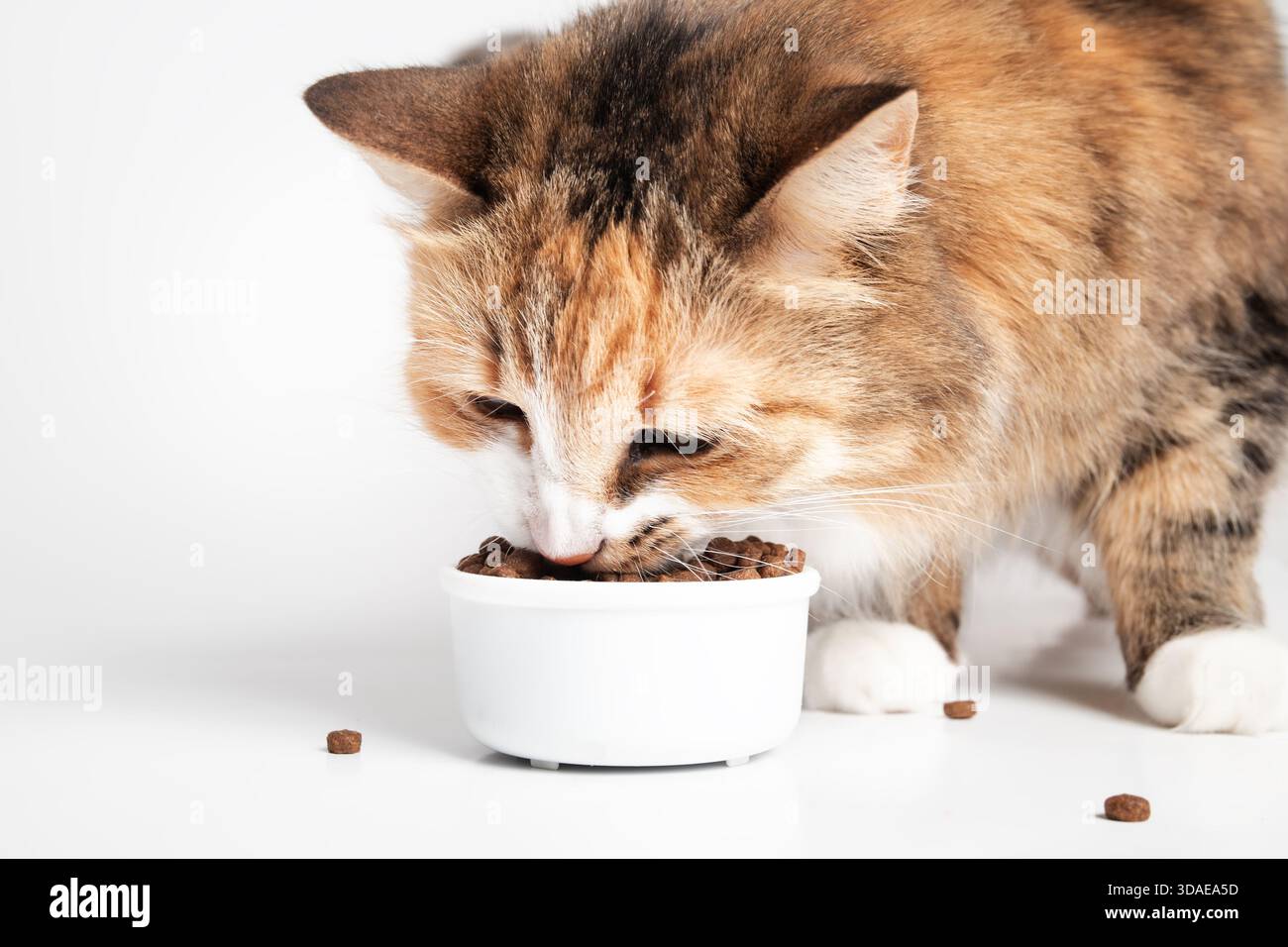 Katze isst Kroketten aus einer Schüssel. Calico-Katze mit Insektenprotein, gemessen in einem Becher. BSFL oder Black Soldier Fly Larven Trockenfutterrezept für Haustiere mit Futter A Stockfoto