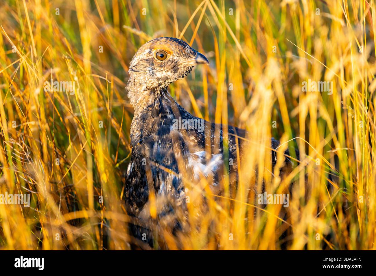 Ein Auerhühner mit scharfschwänzigen Schwänzen sitzt ruhig im Gras der weitläufigen Wildnis Montanas Stockfoto