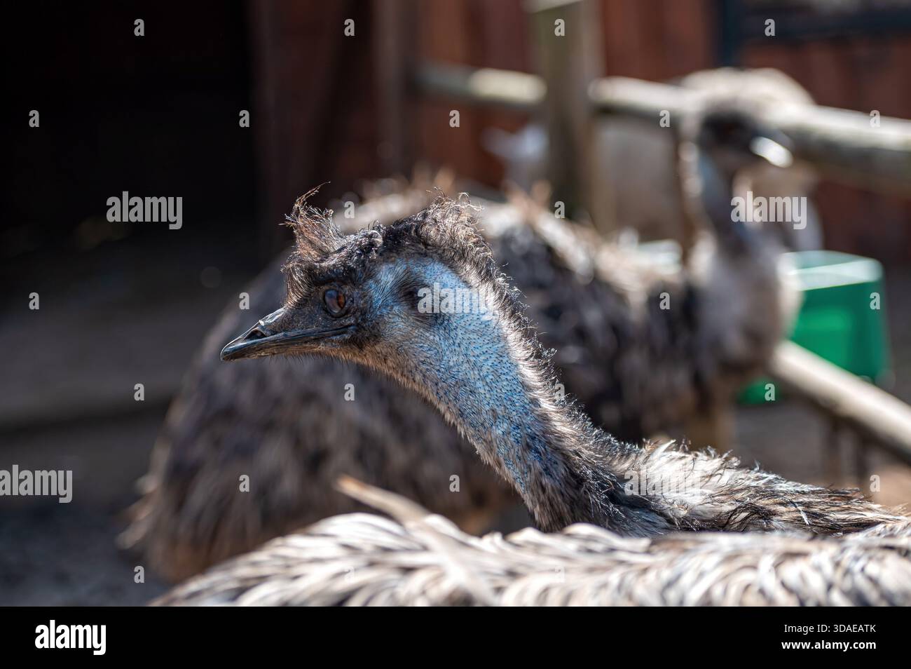 Zwei Emus mit einzigartiger Federung, beobachtet auf einem Bauernhof unter hellem Sonnenlicht. Stockfoto