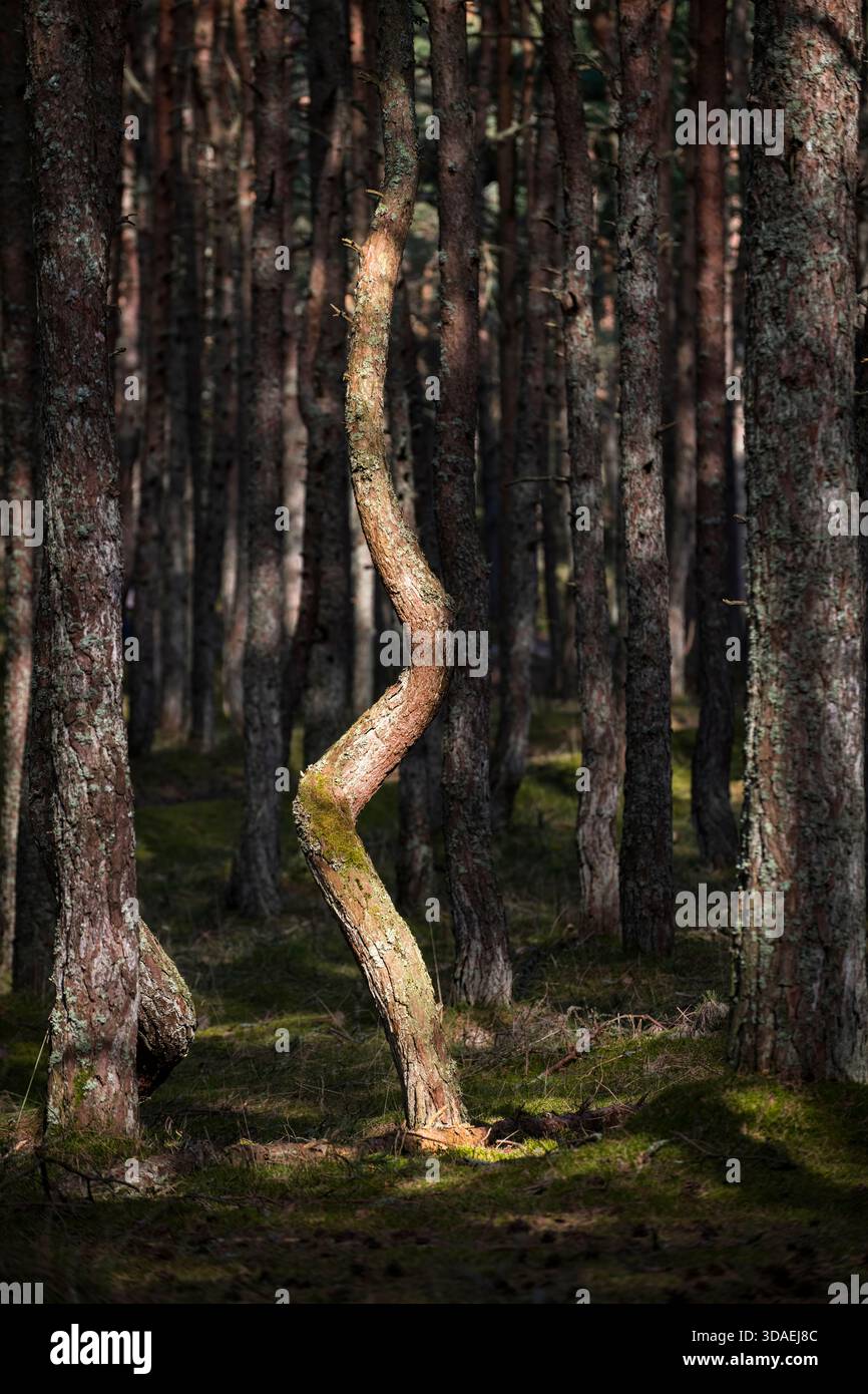 Im Tanzenden Wald, an der Kurischen Nehrung, Kaliningrad, wächst eine verdrehte Kiefer Stockfoto