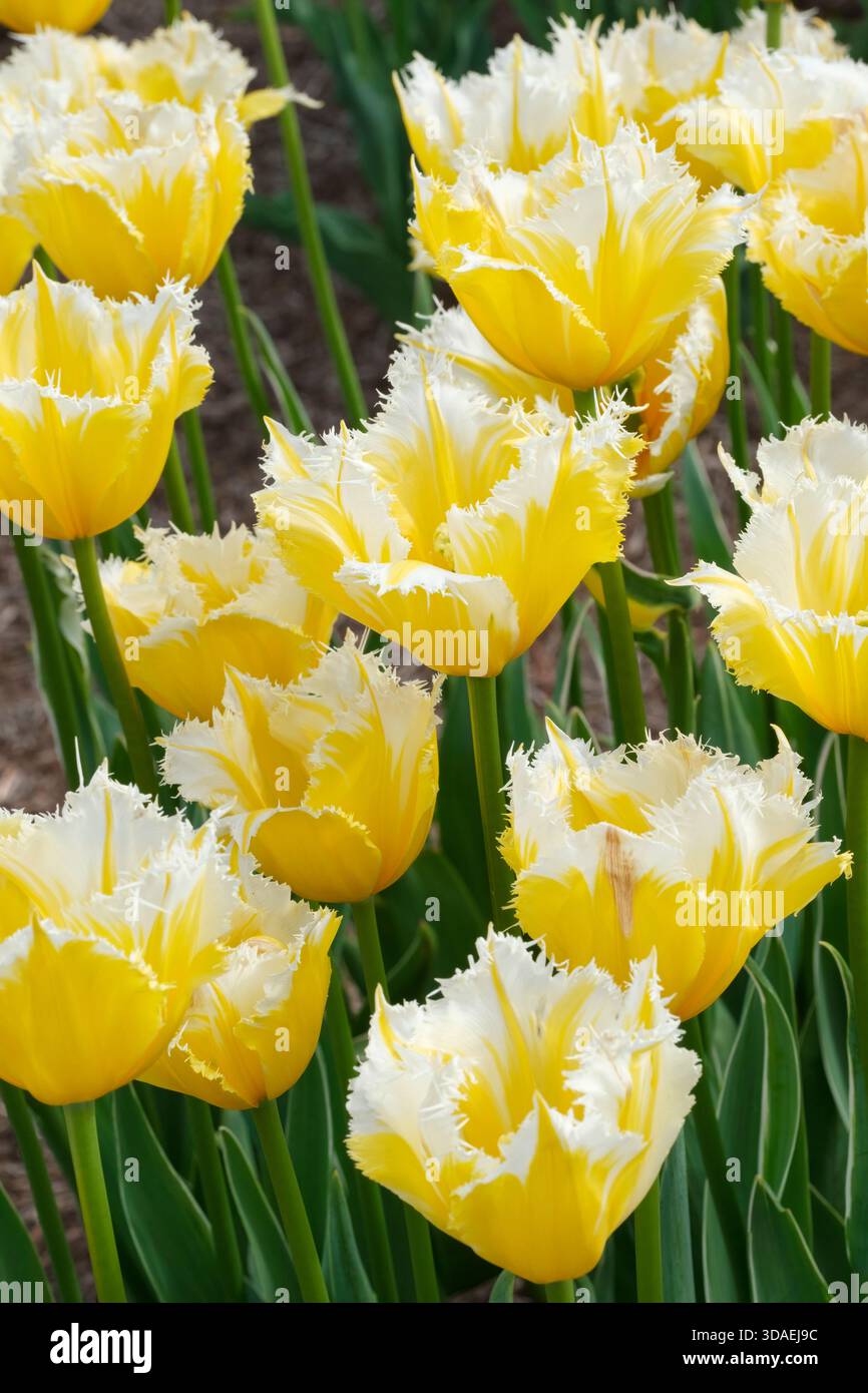 Brennende Flamme von Tulipa, brennende Flamme von Tulpen, zarte gelbe Blüten mit seidenweißen Fransen Stockfoto