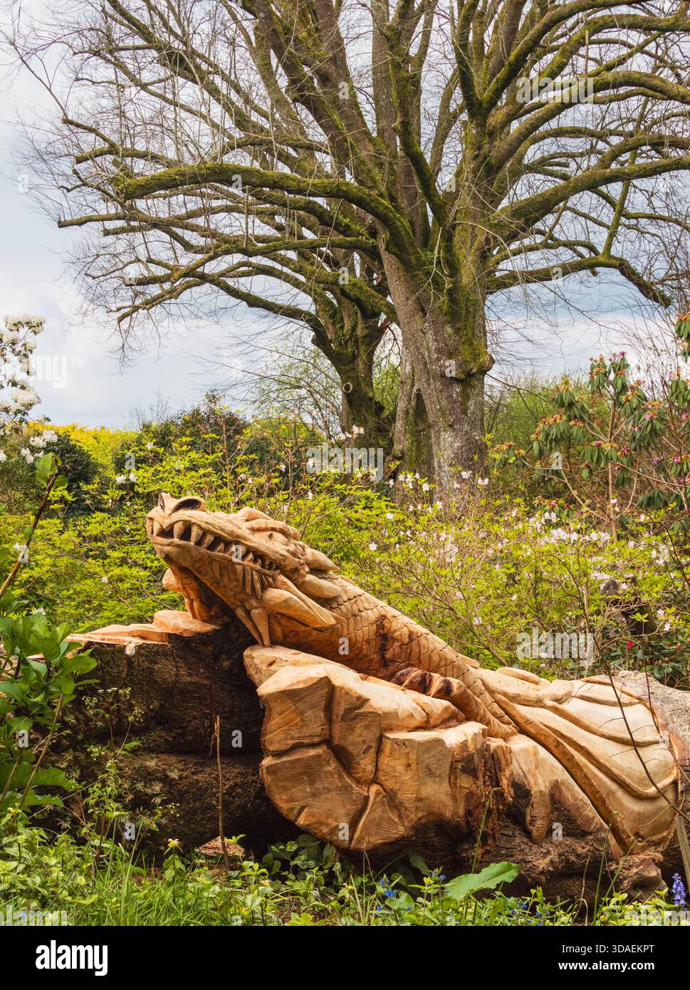 Mit der Kettensäge geschnitzte Drachenskulptur „Ember“ aus einem gefallenen Lindenbaum im Garden House, Devon, Großbritannien Stockfoto