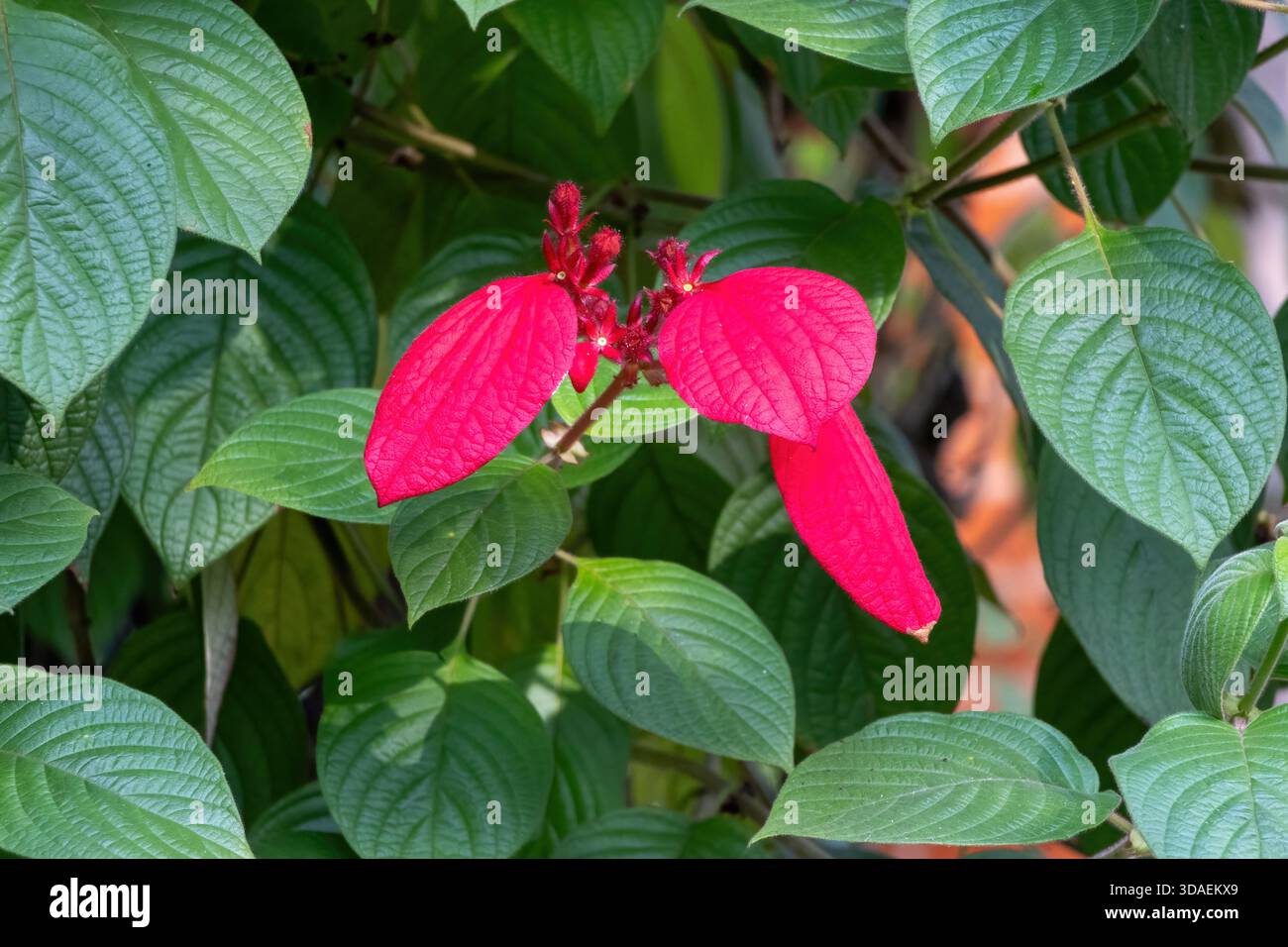 Lebendige Nahaufnahme eines Busches mit roter Flagge (Mussaenda erythrophylla), auch bekannt als Ashanti Blood oder Red Velvet Mussaenda, der wunderschön in einem Garten blüht Stockfoto