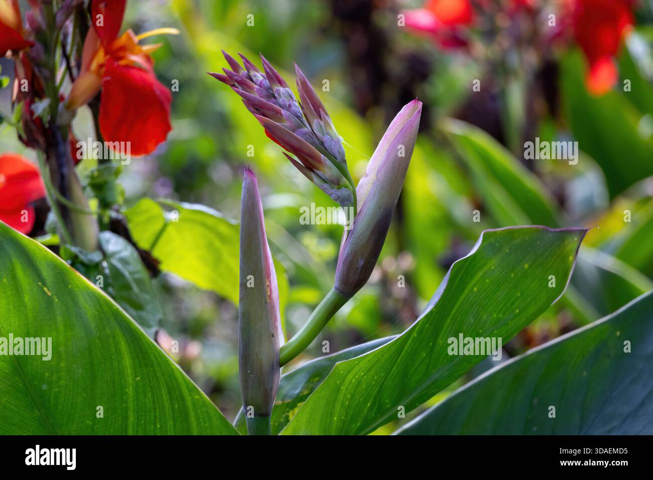 Nahaufnahme lebendiger Canna-Lilien-Blütenknospen in einem Garten, auch bekannt als Indian Shot (Canna indica). Diese beliebte, ausdauernde Zierpflanze zeigt bo Stockfoto