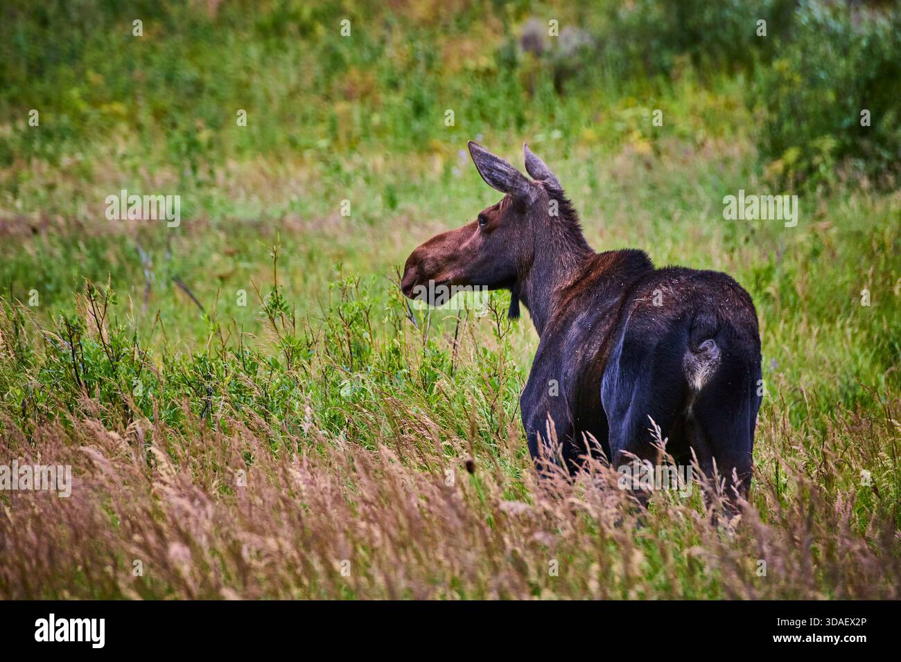 Elche stehen im Sommer in einer üppigen grünen Wiese Stockfoto