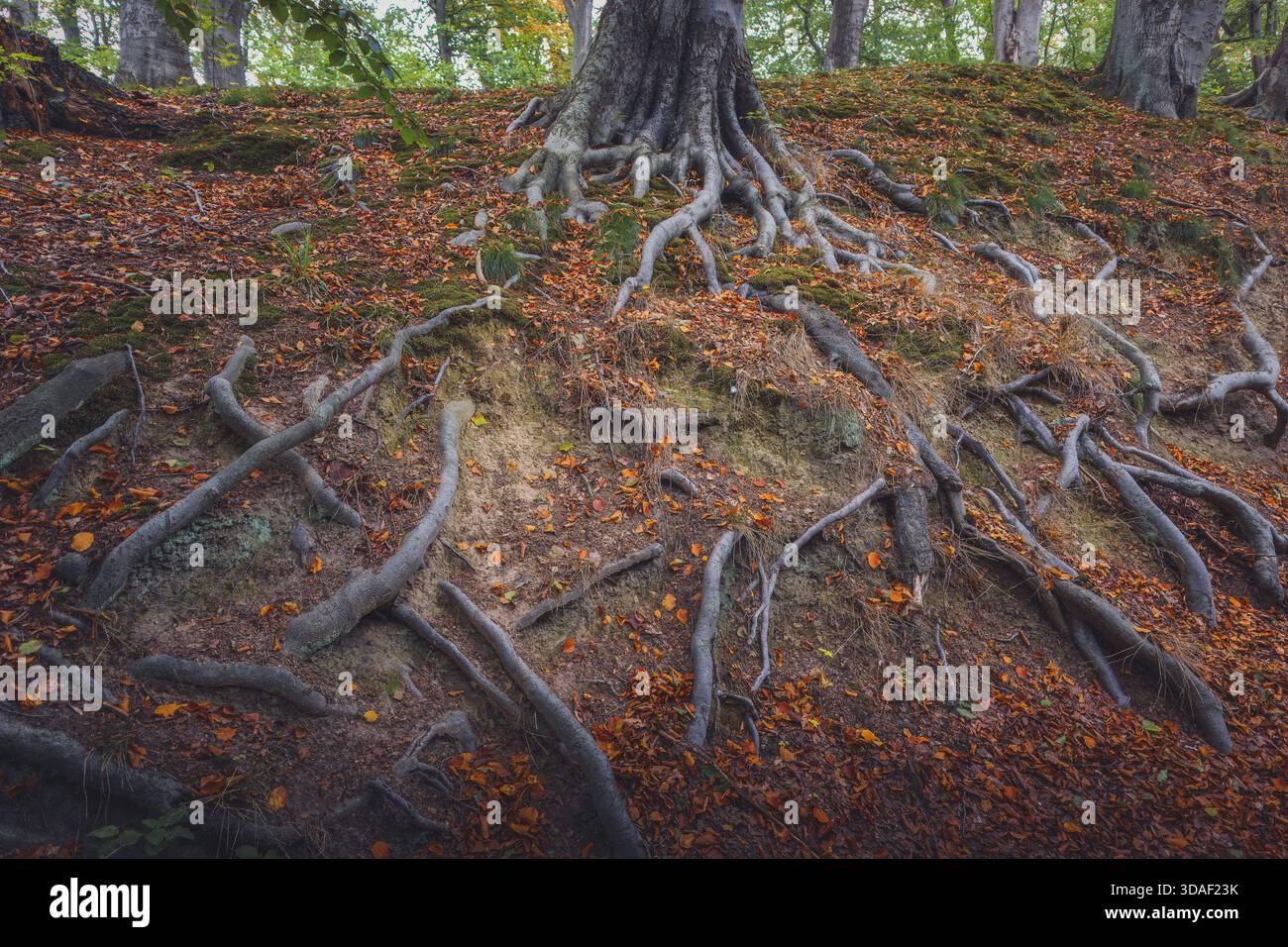 Ein Nahaufnahme, bodennahes Foto, das das komplexe, belichtete Wurzelsystem eines großen, alten Baumstamms erfasst. Die silbrigen, knorrigen Wurzeln greifen in die St. Stockfoto
