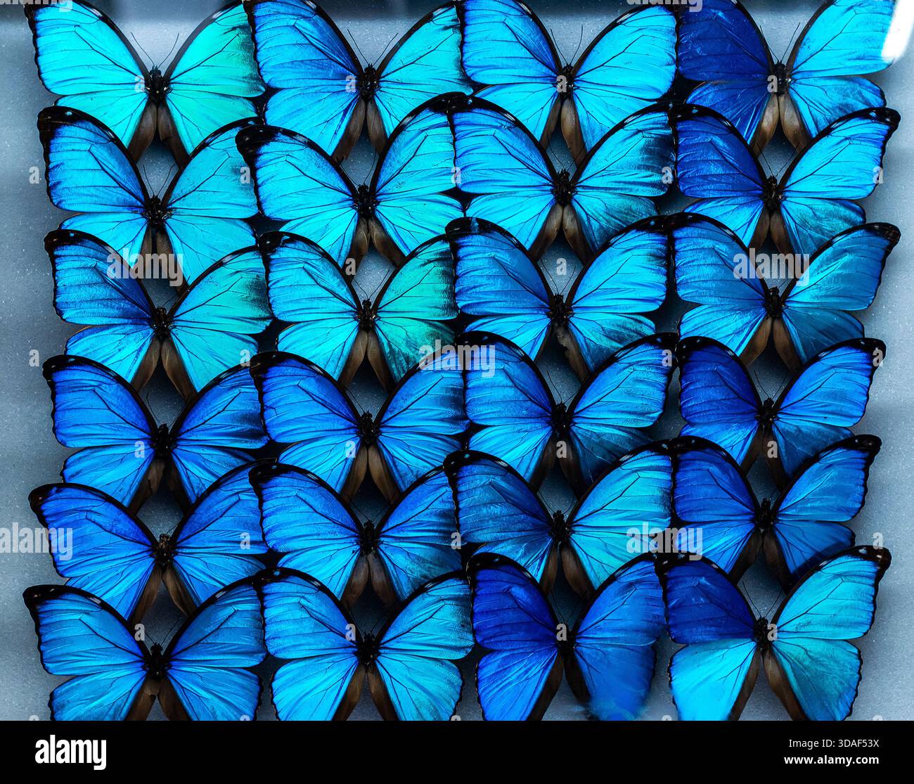 Menelaus blaue Morpho-Schmetterlinge (Morpho menelaus) in einem Raster zur Ausstellung in einem naturhistorischen Museumsvitrine montiert Stockfoto