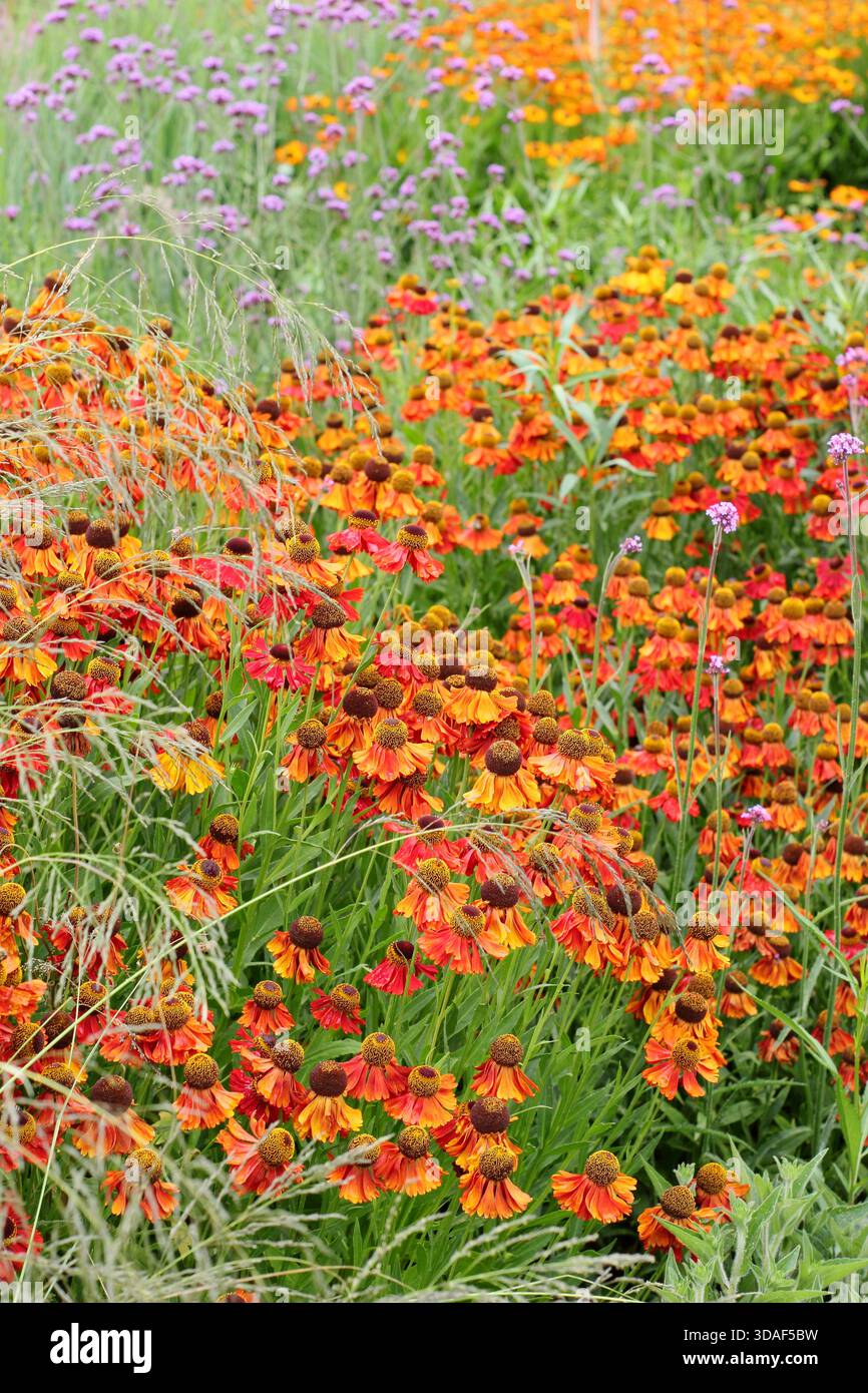 Farbenfrohe Sommergartenkante. Heiße Grenze mit Helenium Moerheim Beauty, Helenium Sahins Early Flowerer und Verbena bonariensis im Juli. Stockfoto
