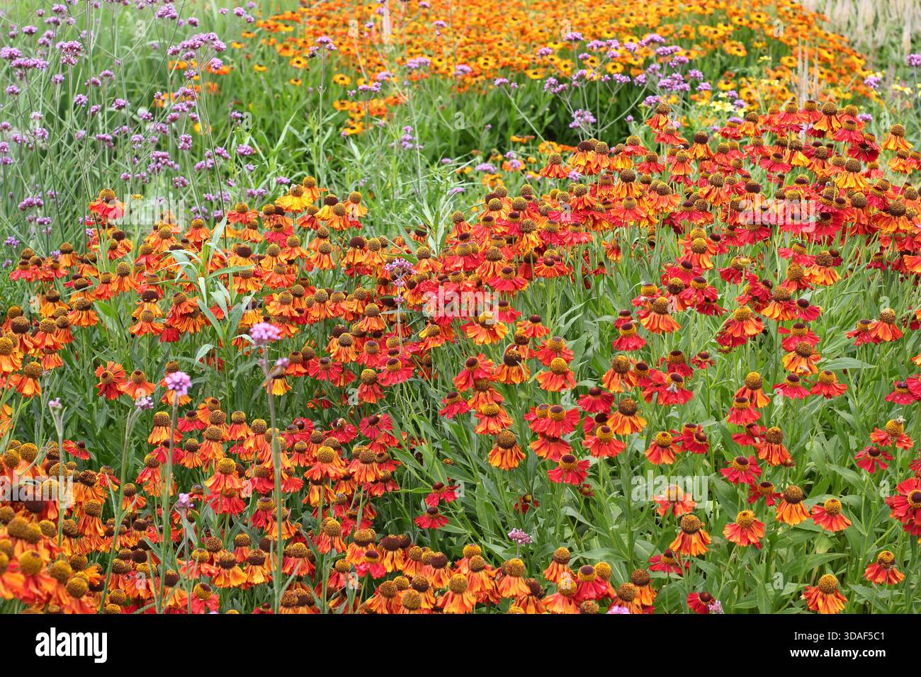 Farbenfrohe Sommergartenkante. Heiße Grenze mit Helenium Moerheim Beauty, Helenium Sahins Early Flowerer und Verbena bonariensis im Juli. Stockfoto