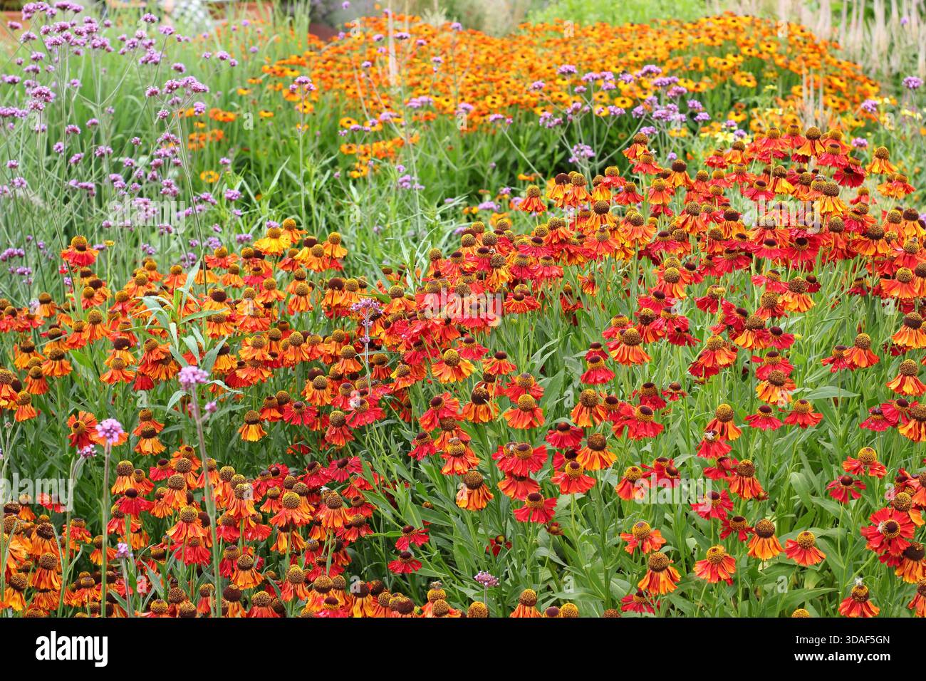 Farbenfrohe Sommergartenkante. Heiße Grenze mit Helenium Moerheim Beauty, Helenium Sahins Early Flowerer und Verbena bonariensis im Juli. Stockfoto