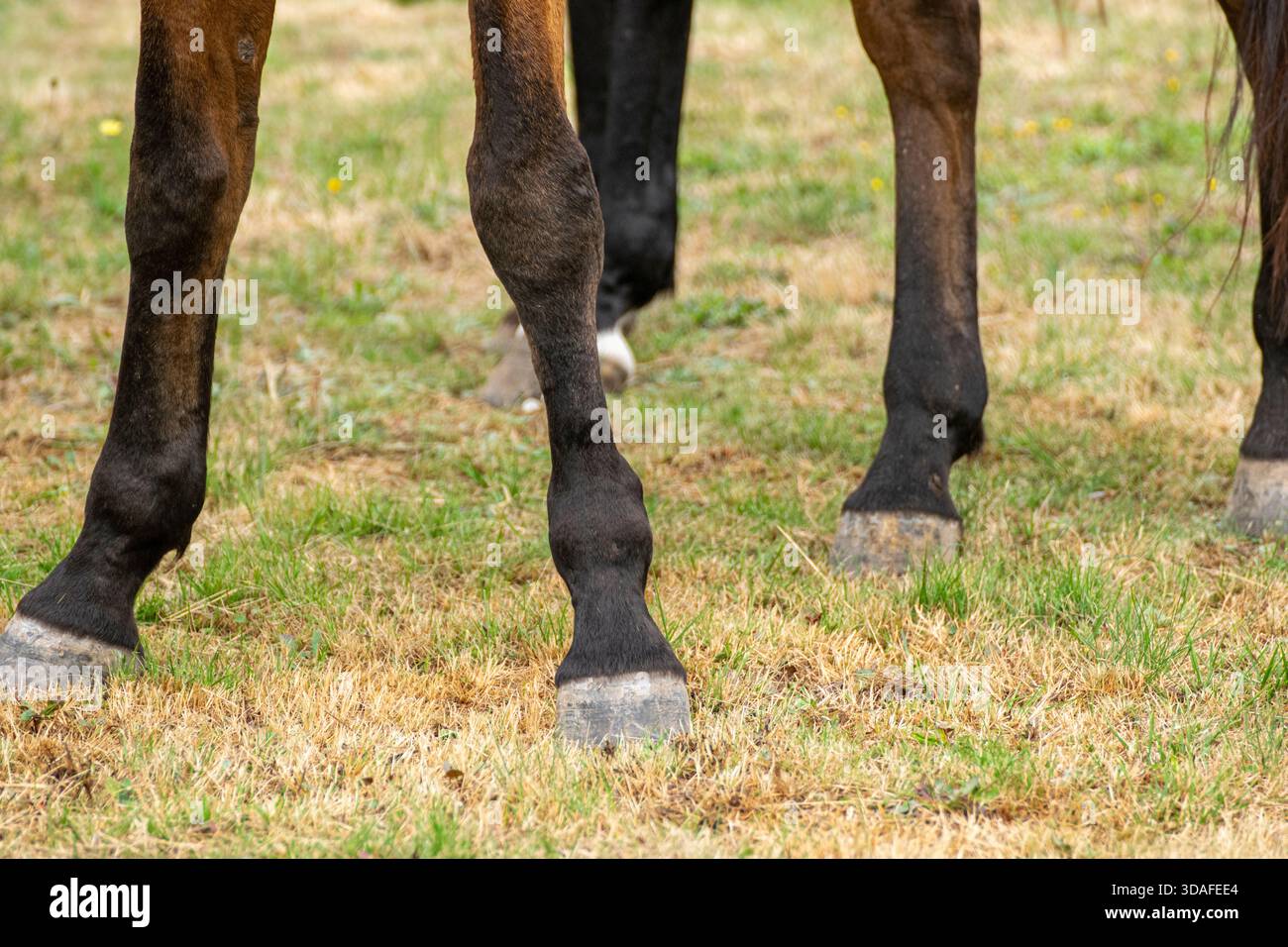 Pferdebeine auf Gras das Konzept der Pferdeanatomie Stockfoto