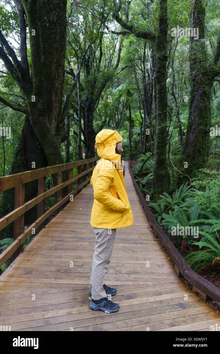 Reisende in gelber Regenjacke, die auf einer hölzernen Promenade im üppigen grünen Regenwald in Neuseeland steht Stockfoto