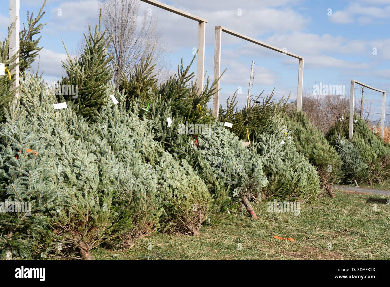 Frisch geschnittene Weihnachtsbäume zum Verkauf Christmas Tree Farm im ländlichen Pennsylvania. Stockfoto