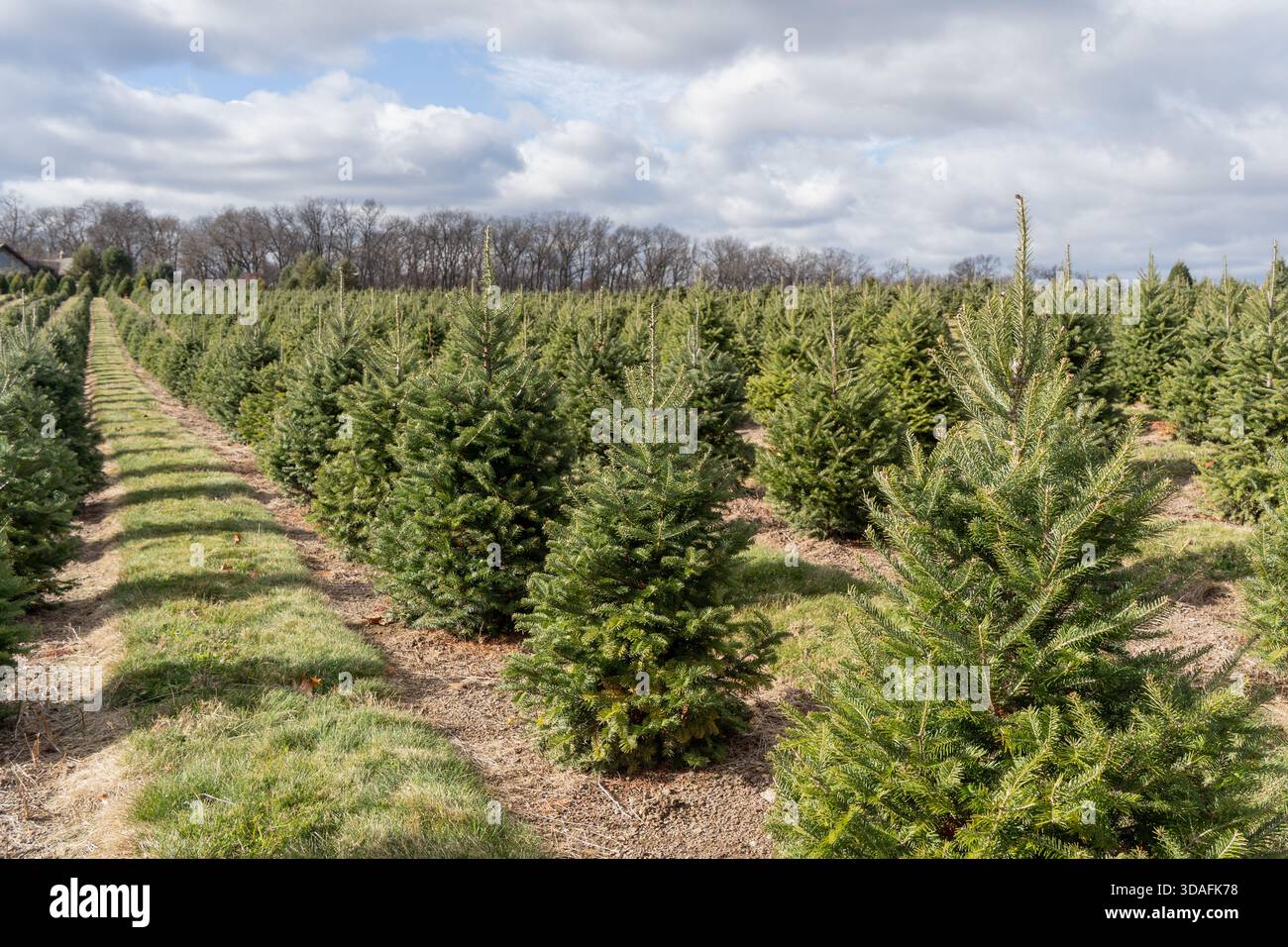 Reihen immergrüner Weihnachtsbäume stehen ordentlich auf einer ruhigen Farm und schaffen so eine einfache, festliche Szene, die für die Weihnachtszeit bereit ist. Stockfoto