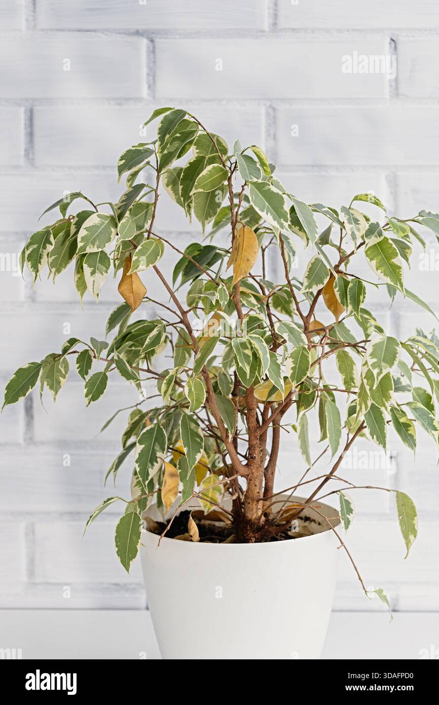 dracena song of jamaica Dracaena Song of Jamaica, Dracaena Reflexa