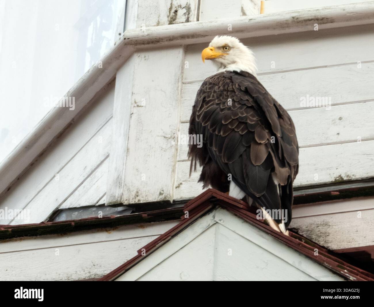 Weißkopfseeadler im Dutch Harbor, Alaska Stockfoto