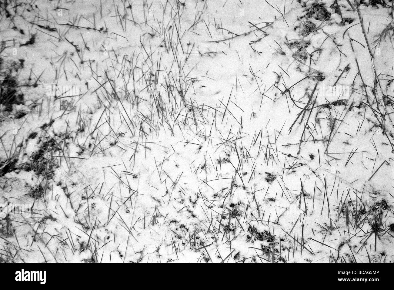 Analoges Schwarzweiß-Foto von Gras, das durch eine Schneedecke auftaucht und den Kontrast zwischen Winter und Natur zeigt. Stockfoto